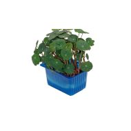 CRESS MIKROLIŚCIE MŁODE LIŚCIE NASTURCJI SZT - 677e6cb210ef0.jpg