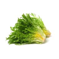 SAŁATA FRISEE SZT - frisee-lettuce-768x432.jpg