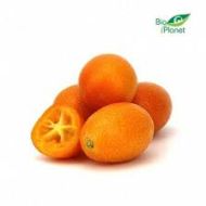 KUMQUAT 250G (ES) - images.jpg