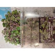 CHEŁMIŃSKI MIKROLIŚCIE JARMUŻ CZERWONY  100G (PL)  - jarmuz.jpg