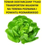 SAŁATA ZIELONA SZT - zielona_1.jpg