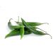 PAPRYKA CHILLI ZIELONA 100G